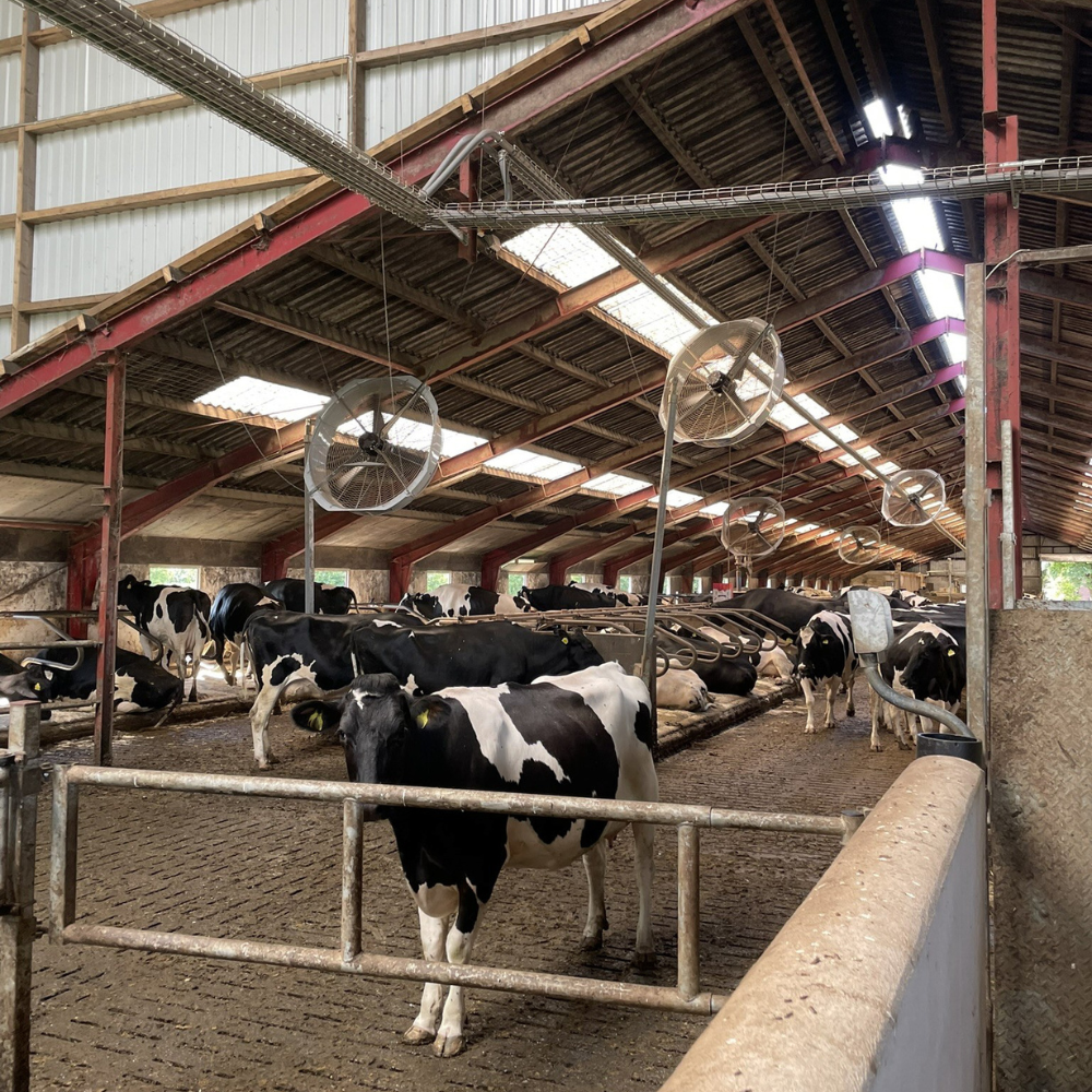 Ventilators Boreal Flow 55